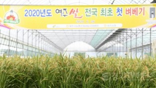 [크기변환]01- ‘최고 밥맛 여주쌀, 벼 베기도 빨라요’ (2).JPG