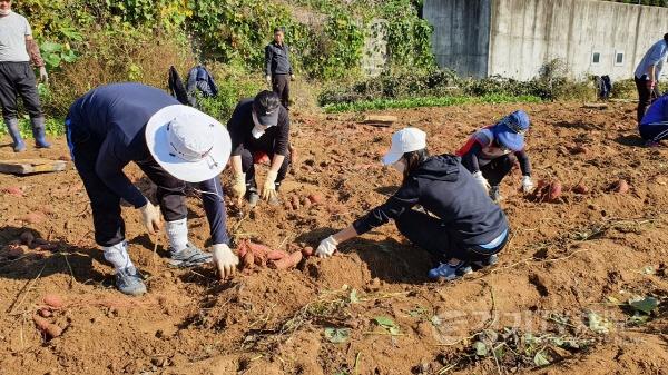 [크기변환]사본 -7. 211020_신봉동, 어려운 이웃 돕기 위한 고구마 수확 행사 열어_사진(1).jpg