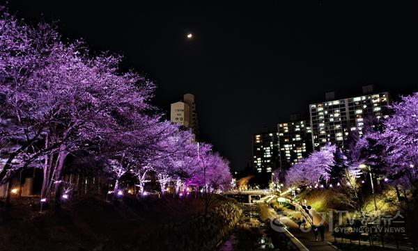 [크기변환]사본 -2-2. 4월 8일 밤 정평천과 벚꽃이 어우러진 모습.jpg