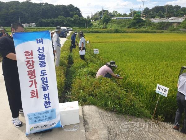 [크기변환]02- 여주시 벼 신품종 도입을 위한 현장평가회 개최.jpeg