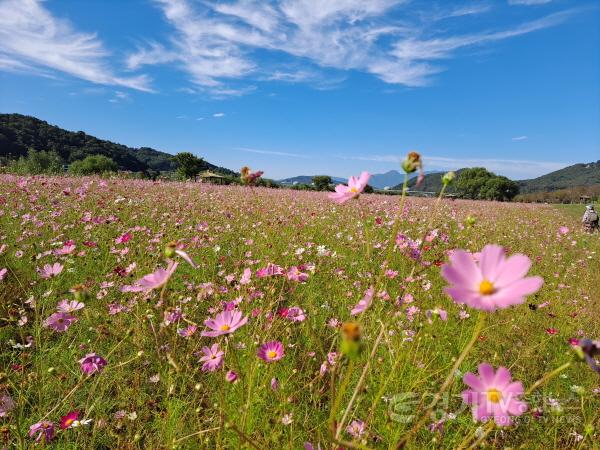 [크기변환]06- 코로나19로 지친 시민들에게 드리는 아름다운 당남리섬 핑크뮬리와 코스모스 꽃밭 (1).JPG