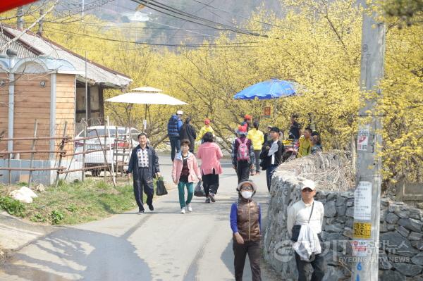 [크기변환]사본 -02 양평 산수유.한우 축제(1).jpg