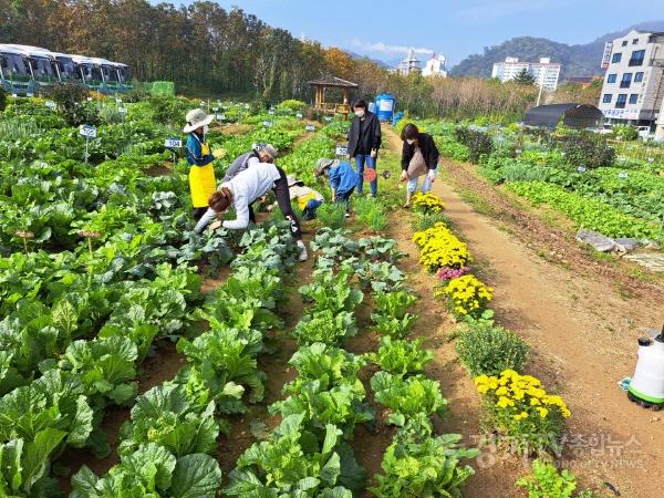 [크기변환]사본 -1. 공세동 시민농장에서 시민들이 텃밭을 꾸리고 있다.jpg