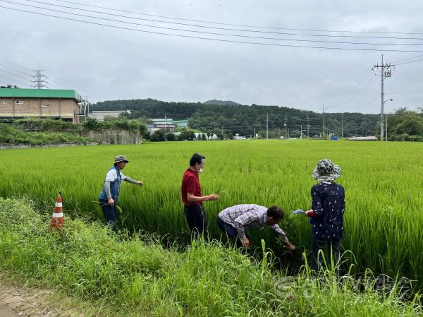 [크기변환]사본 -2. 용인시기술센터 관계자, 농가대표 및 농협직원이 벼 재배단지 현장심사를 하고있다.jpg