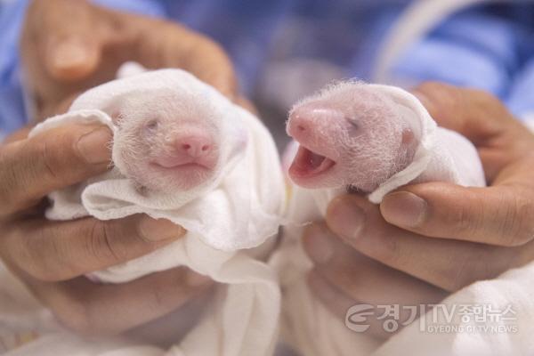 [크기변환]출생 6일차경 에버랜드 쌍둥이 판다(왼쪽부터 첫째, 둘째).jpg