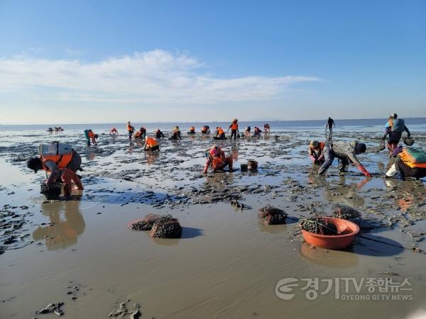 [크기변환](사진자료4)+바지락+조업.jpg