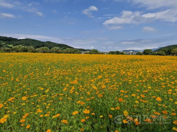 [크기변환]지역01- 여주시, 당남리섬 코스모스 절경 이뤄(제2회 여주 당남리섬 가을사랑 축제 개최)1.jpg