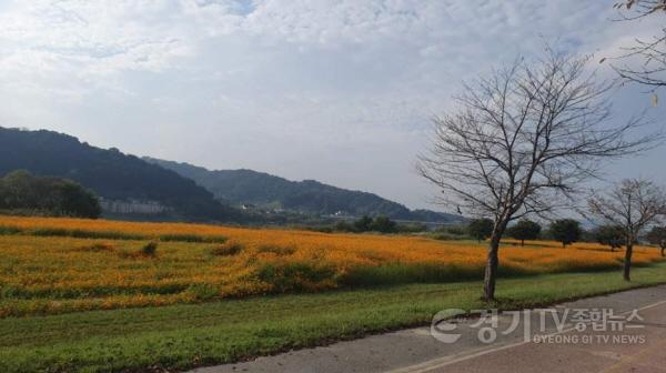 [크기변환]지역01- 여주시, 당남리섬 코스모스 절경 이뤄(제2회 여주 당남리섬 가을사랑 축제 개최)2.jpg