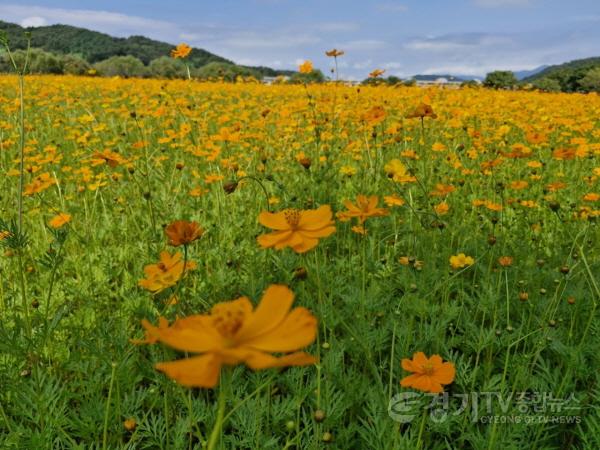 [크기변환]지역01- 여주시, 당남리섬 코스모스 절경 이뤄(제2회 여주 당남리섬 가을사랑 축제 개최)3.jpg