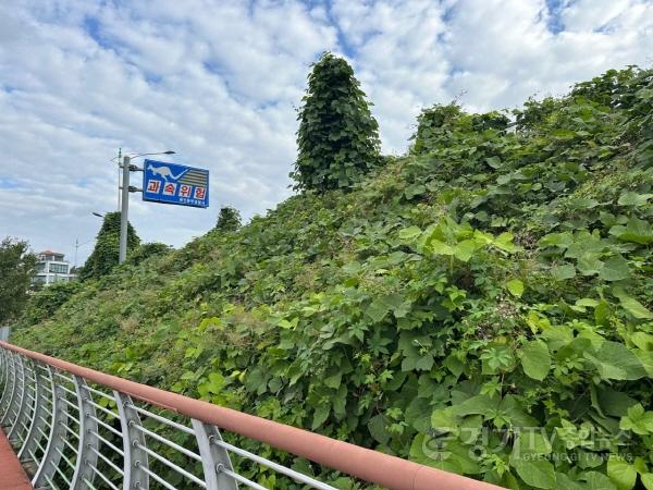 [크기변환]2-2. 기흥호수공원 산책로에 군집한 생태계 교란 야생식물 모습(가시박, 환삼덩굴 등).jpeg