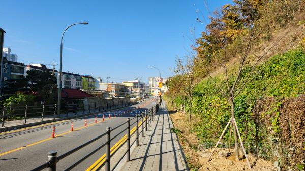 [크기변환]7-2. 용인특례시는 기흥구 공세동 161-13 일원에 느티나무를 식재해 가로숲길을 조성했다.jpg