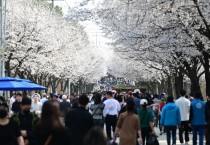 [경기티비종합뉴스] “제8회 여주흥천남한강벚꽃축제” 성황리에 마무리