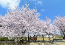 [오산시]  오산천 으로 벚꽃 구경 하러오세요     -경기티비종합뉴스-