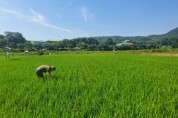 [용인시]  벼 도열병 등 농작물 병해충 예찰·현장 지도 강화  -경기티비종합뉴스-