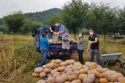 [여주시]  오학동 지역사회보장협의체 맷돌호박 수확   -경기티비종합뉴스-