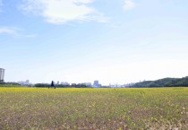 [용인시]  기흥호수에서 보내는 유채꽃 나들이   -경기티비종합뉴스-