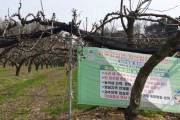 [평택시]  과수화상병 확산방지를 위해 총력   -경기티비종합뉴스-