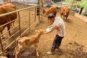 [여주시농업기술센터]  송아지 질병예방의 첫걸음은 초유 섭취   -경기티비종합뉴스-