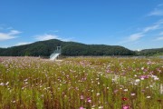 [용인특례시]  기흥호수정원 9천평 코스모스 꽃밭이 지금 손짓하는 중  -경기티비종합뉴스-