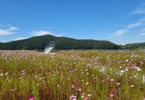 [용인특례시]  기흥호수정원 9천평 코스모스 꽃밭이 지금 손짓하는 중  -경기티비종합뉴스-