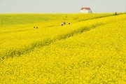 [안성시]  수도권 인근 4월에 가볼 만한 곳, “안성이 안성맞춤”  -경기티비종합뉴스-