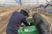 [안성시]  과원 전지목, 고춧대, 깻대 태우지 말고 파쇄하세요!   -경기티비종합뉴스-