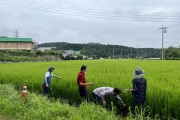 [용인특례시]  고품질 백옥쌀 생산 위해 13억 5000만원 투입   -경기티비종합뉴스-