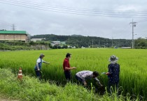 [용인특례시]  고품질 백옥쌀 생산 위해 13억 5000만원 투입   -경기티비종합뉴스-