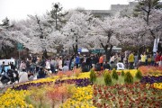 [경기도]  경기도청 봄꽃축제 4월 7~9일 개최. 4년 만에 주변 상권과 함께 ‘활짝’  -경기티비종합뉴스-