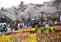 [경기도]  경기도청 봄꽃축제 4월 7~9일 개최. 4년 만에 주변 상권과 함께 ‘활짝’  -경기티비종합뉴스-