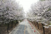 [기획특집] 여주시,  ‘벚꽃 터널’에서 ‘진달래 꽃길’로 이어진 여강길을 걷는다  -경기티비종합뉴스-