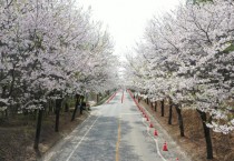 [기획특집] 여주시,  ‘벚꽃 터널’에서 ‘진달래 꽃길’로 이어진 여강길을 걷는다  -경기티비종합뉴스-