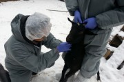 [경기티비종합뉴스] 경기도, 전국 최초 인수공통전염병 방지 위한 염소 질병검진 추진