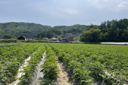 [경기티비종합뉴스] 경기도, ‘감자를 지켜라’ 도 농기원, 친환경 감자 병해충 방제기술 연구개발 추진