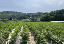 [경기티비종합뉴스] 경기도, ‘감자를 지켜라’ 도 농기원, 친환경 감자 병해충 방제기술 연구개발 추진