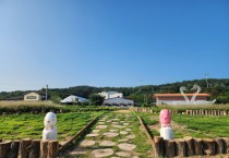 [경기티비종합뉴스] 이천시, 제2회 호법꽃축제, 9월 28일~29일 개최…가을 정취 만끽