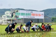 [경기티비종합뉴스] 양평군, 친환경 쌀 생산을 위한 왕우렁이 방사