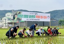 [경기티비종합뉴스] 양평군, 친환경 쌀 생산을 위한 왕우렁이 방사