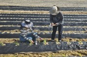 [경기티비종합뉴스] 이천시농업기술센터 영농기술팀 농번기 영농현장 기술 지원