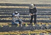 [경기티비종합뉴스] 이천시농업기술센터 영농기술팀 농번기 영농현장 기술 지원